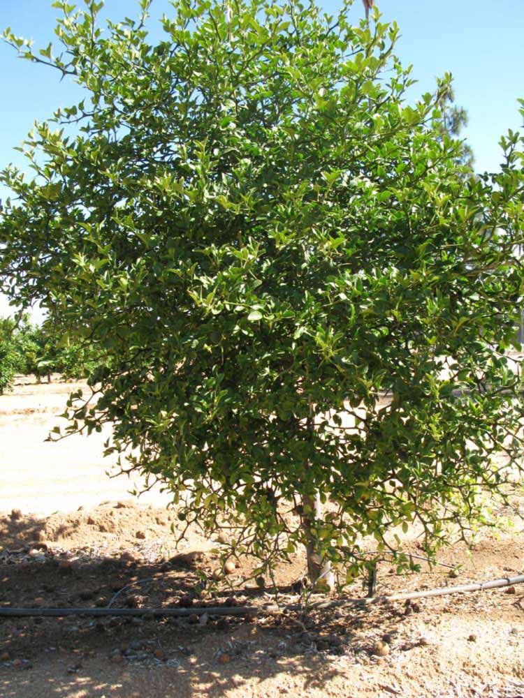            Habit (Swingle, Riverside, CA)   